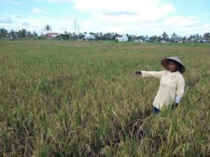 Tungro dan La Nina Menyebabkan Gagal Panen di HSS dan Batola… – Radar Banjarmasin