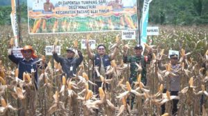 Petani Hinas Kiri Sukses Budidaya Jagung, Bupati HST Turut Ikut Panen Raya