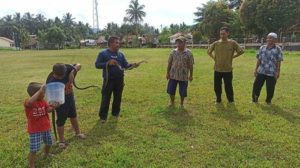 Bawa Ular Saat Temui Petani, PPL di Balangan Kenalkan Ular untuk Basmi Tikus, Ini Tujuannya – Banjarmasin Post