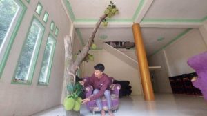 Viral Kemunculan Pohon Nangka Tumbuh di Sebuah Rumah di Balangan Kalsel, Begini Kisah Pemiliknya – Banjarmasinpost.co.id – Banjarmasin Post