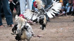 Judi Sabung Ayam di Balangan Batumandi Dibubarkan, Barang… – Tribun Kalteng