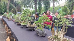 Festival Bonsai di Tabalong, Ratusan Bonsai Ditampilkan untuk Dinikmati