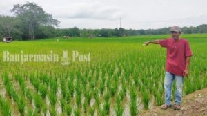 Perluas Lahan Sawah, Petani di Kabupaten Balangan Khawatir Kekeringan Tanam Dua Kali Setahun – Banjarmasin Post