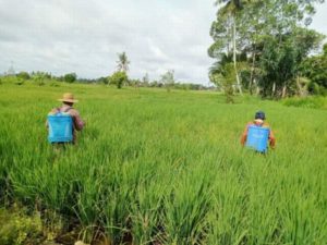 SEDIH..!!  Gagal Panen Akibat Hama di HSS Meningkat |  Radar… – Radar Banjarmasin