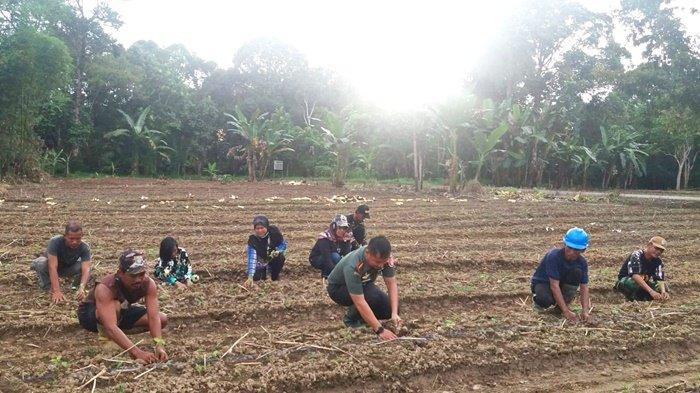 Tingkatkan Ketahanan Pangan, Dandim 1008 Tabalong Ajak Kelompok Tani di Kuranji Tanam Cabai