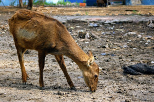 Mencari Jejak Rusa Kuning di Hutan Kalimantan