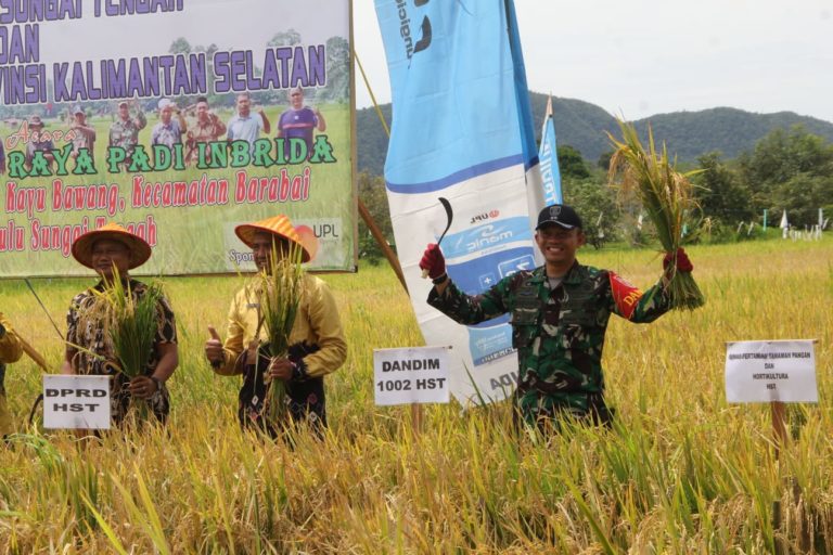 Dandim 1002/HST Panen Raya Padi Inbrida Bersama Kelompok Tani Bina Bersama – Barito Raya Post