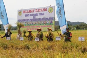 Dandim 1002/HST Panen Raya Padi Inbrida Bersama Kelompok Tani “Bina Bersama” – Pelopor Wiratama