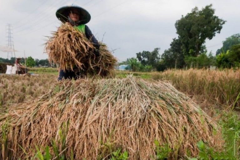 Petani Patuhi Peraturan Pemerintah Terkait Penetapan Harga Gabah dan Beras – ANTARA Kalsel