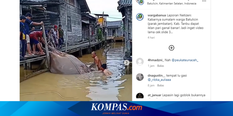 Viral, Video Ikan Pari Raksasa Tertangkap di Kalsel, Pakar: Ikan Dilindungi, Harus Dilepaskan!