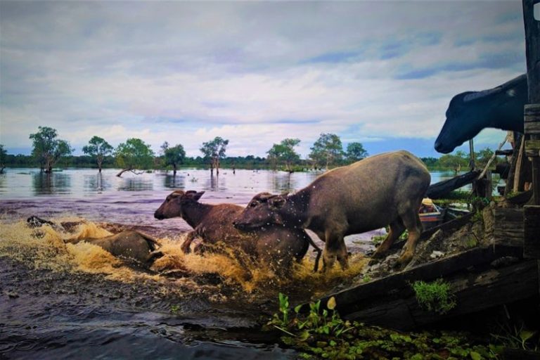 Nikmati Wisata Kerbau Rawa Mendarat di Atas Air – Kalimantan Selatan