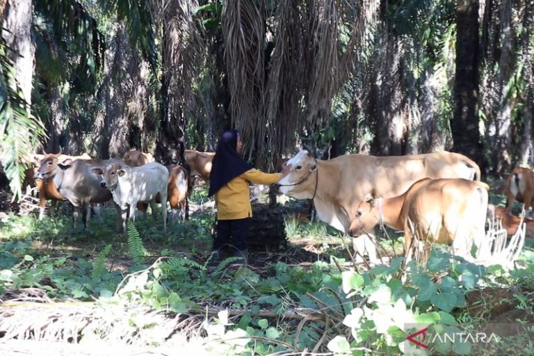 "Peek Siska saya" mewakili Kalsel di ajang PPD Nasional 2023 – ANTARA Kalsel