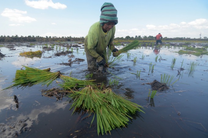 IKN Nusantara Butuh 300 Ton Beras di Kalsel, Banua Harus Genjot Produksi Pertanian