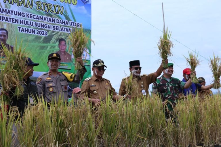 HSS Bupati dan Gubernur Kalsel panen dan rayakan panen padi terapung – ANTARA Kalsel