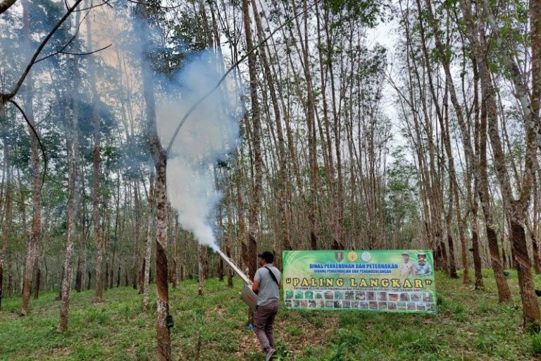 Petani Tabalong mengeluhkan penurunan produksi getah karet