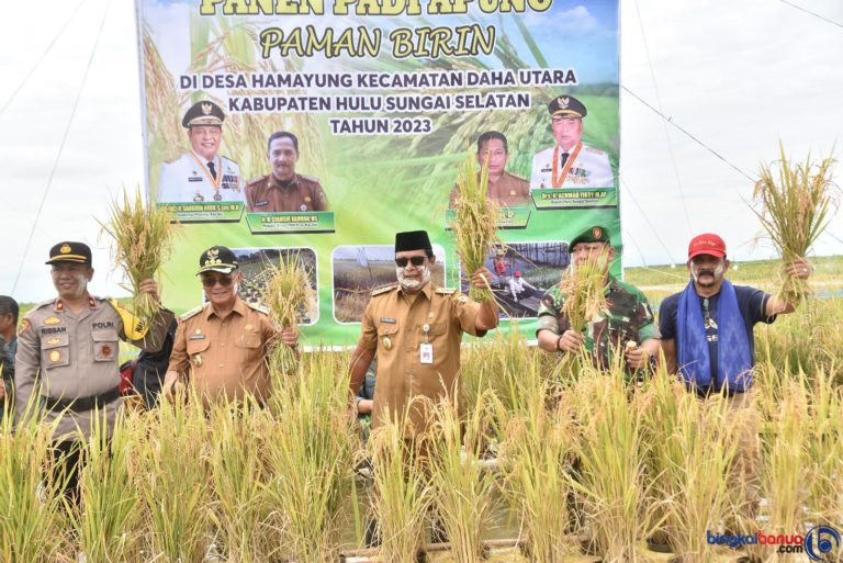 Sukses Panen Padi Kasel Terapung – Banua Frame