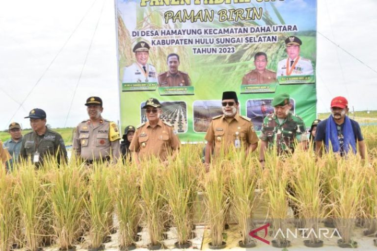 Kalsel kembangkan sistem tanam padi terapung di atas styrofoam – ANTARA